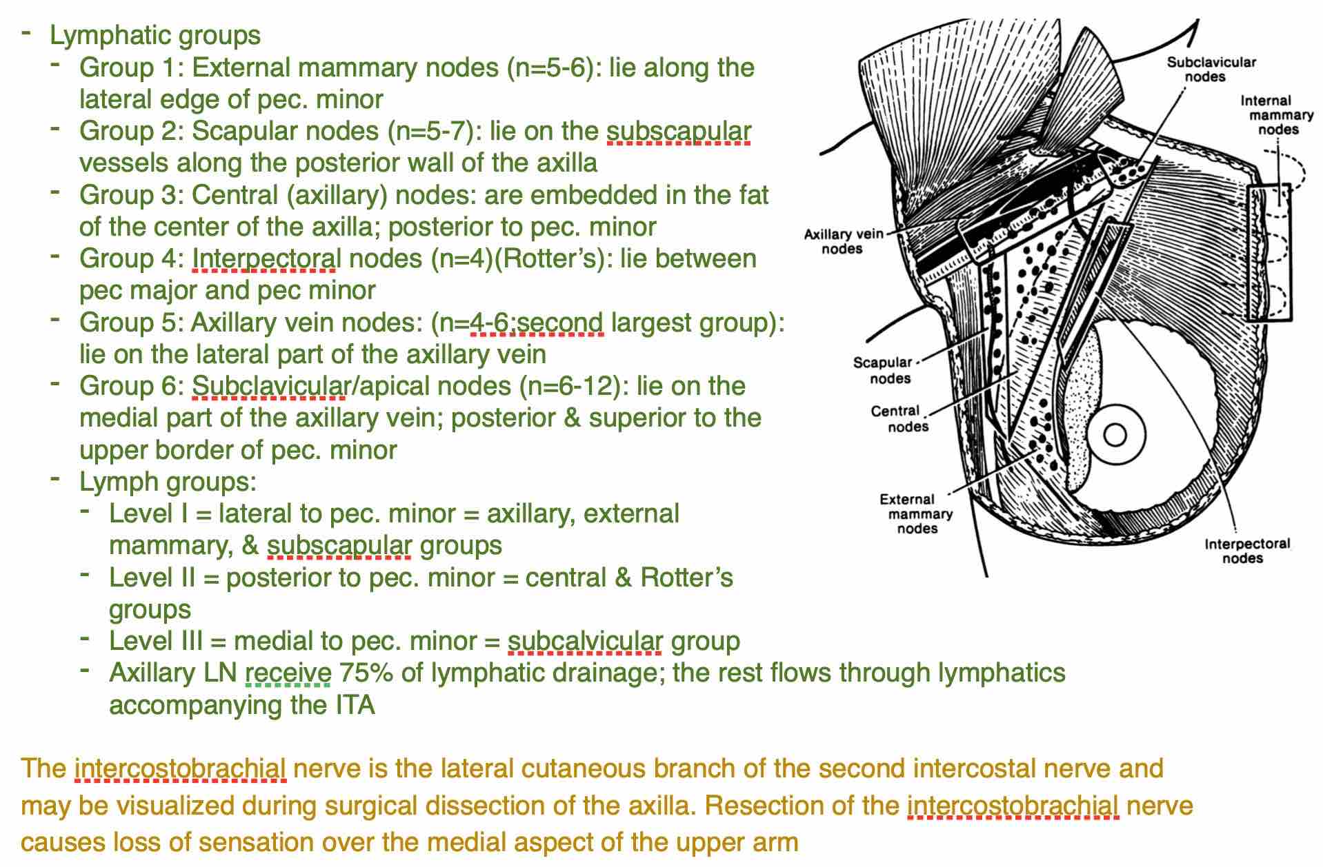 Anatomy