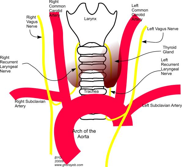 Anatomy_Recurrent_Laryngeal_2GG