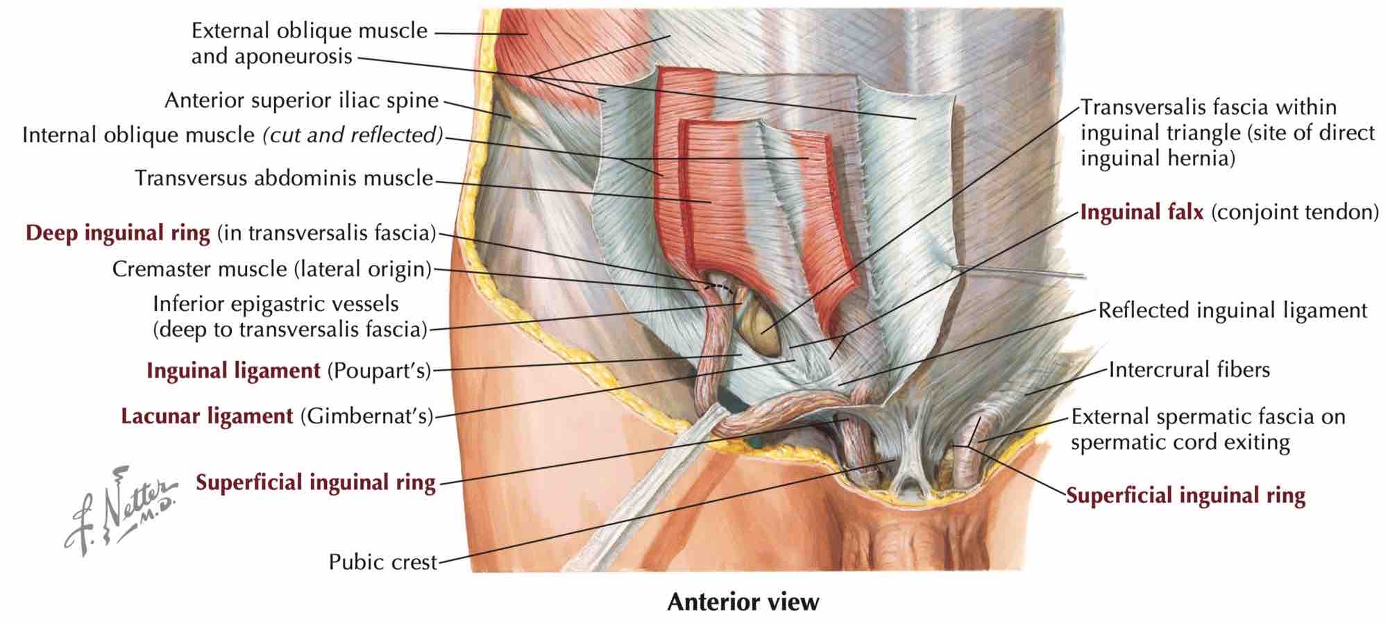 Hernia